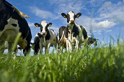 Koeien in de wei. Foto: Shutterstock