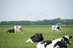 'Nog veel zuivelproducten van stalmelk'