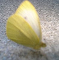 Citrusrups ontpopt zich tot Jumbo-vlinder