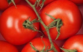 Tomatenplukkers slaan alarm bij Ahold