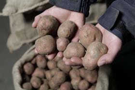 Genen aardappel in kaart gebracht