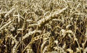 FAO: voedselprijzen blijven instabiel