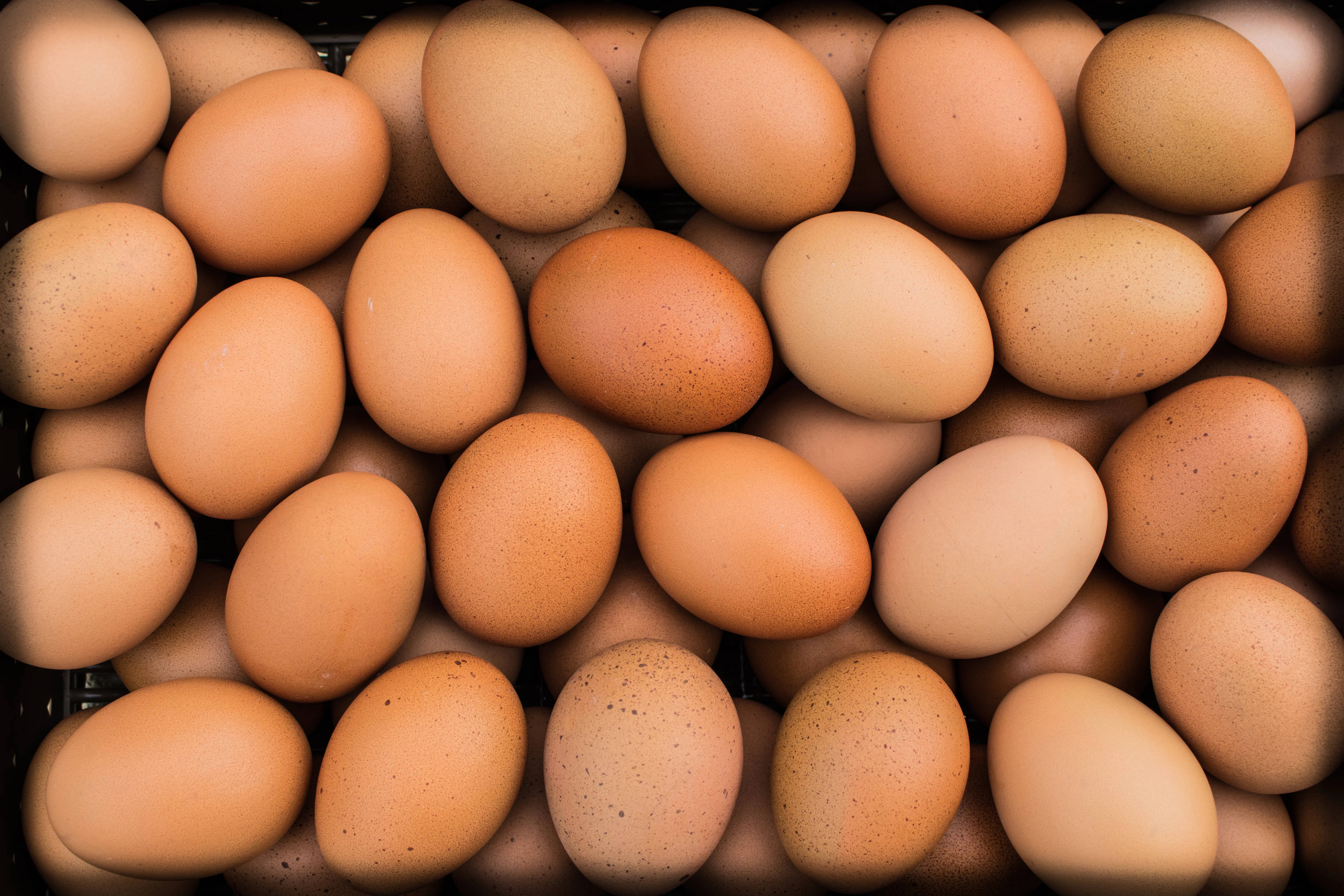 Vandaag uitspraak rechtbank in fipronilaffaire