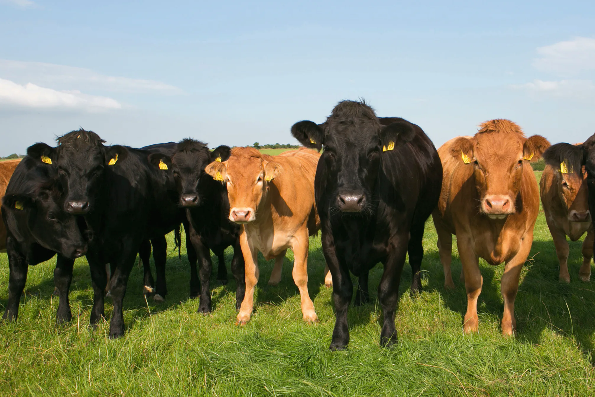 RCC: Bord Bia misleidt in Allerhande-folder