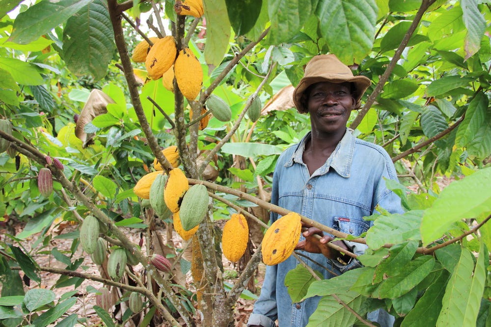 Mars investeert miljard in verduurzaming cacaoketen