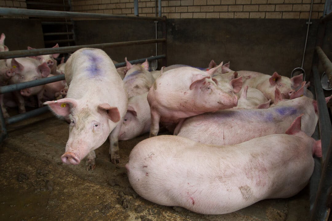Flinke toename verre varkenstransporten ondanks wensen kabinet