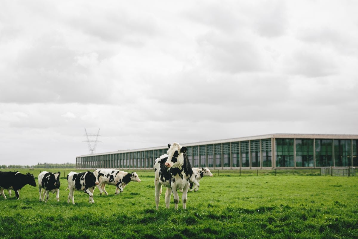 Zorg voor boer, kaasmaker en klant heeft voor CONO nu hoogste prioriteit