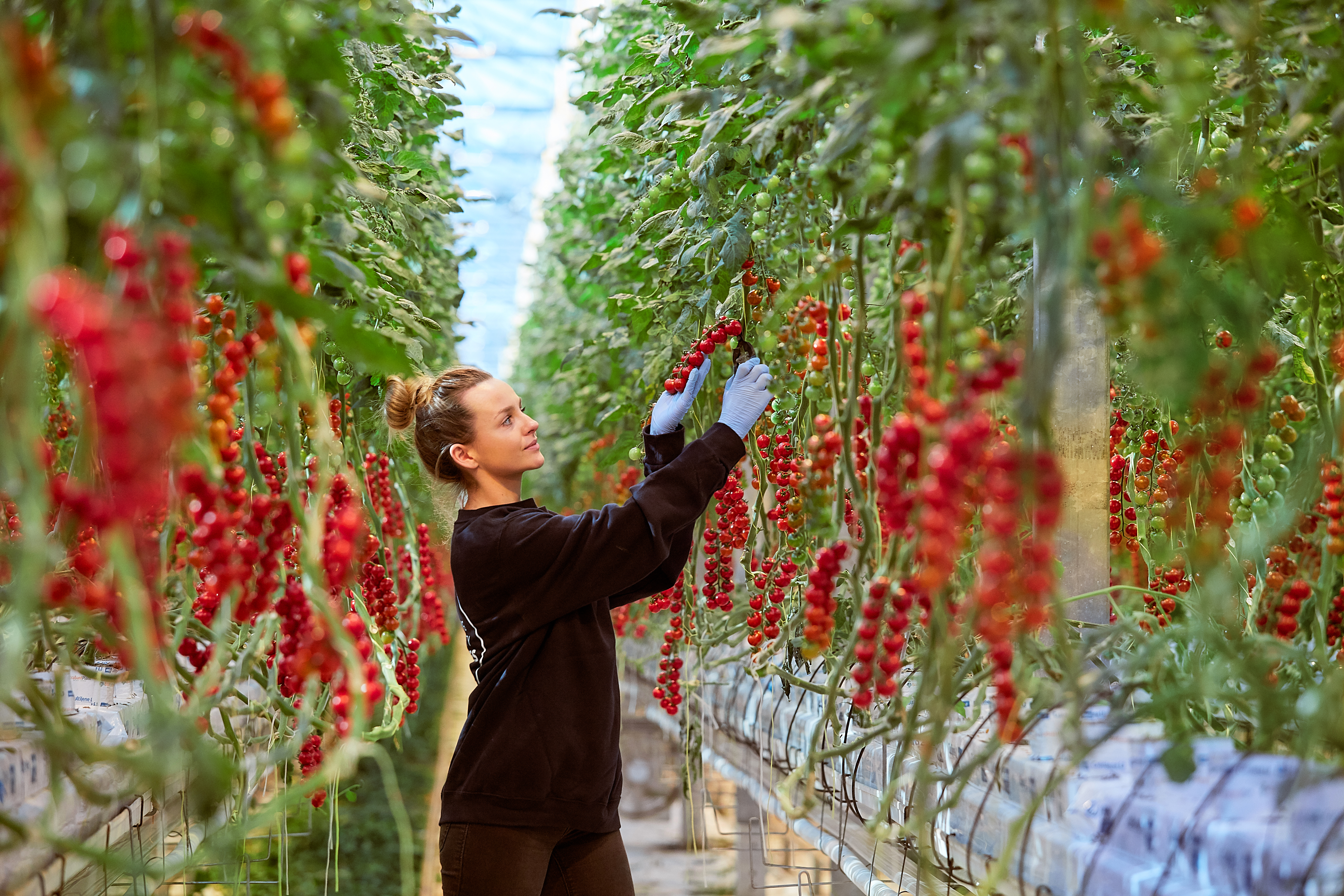 Foto's: Den Berk Délice 