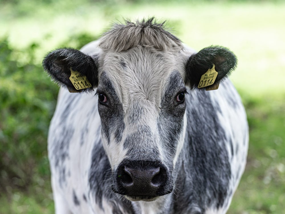 Foto: Shutterstock