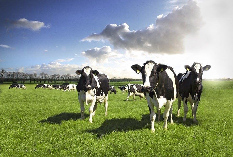 Melk is een van de populairste bio-producten. 