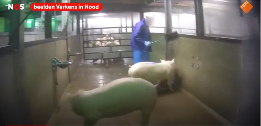 Bron Varkens in Nood/NOS.