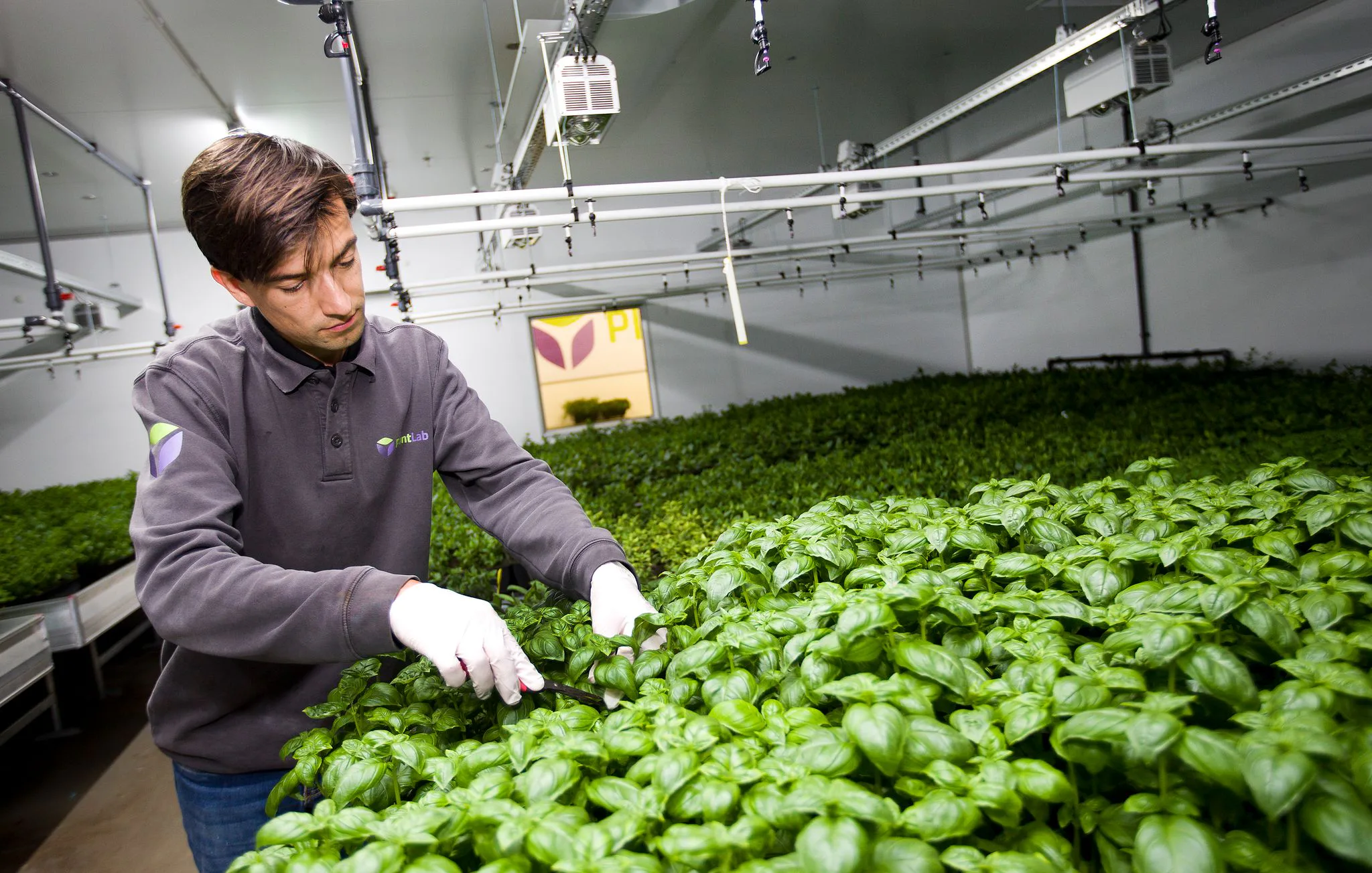 Amsterdamse 'stadsboer' PlantLab verviervoudigt productie