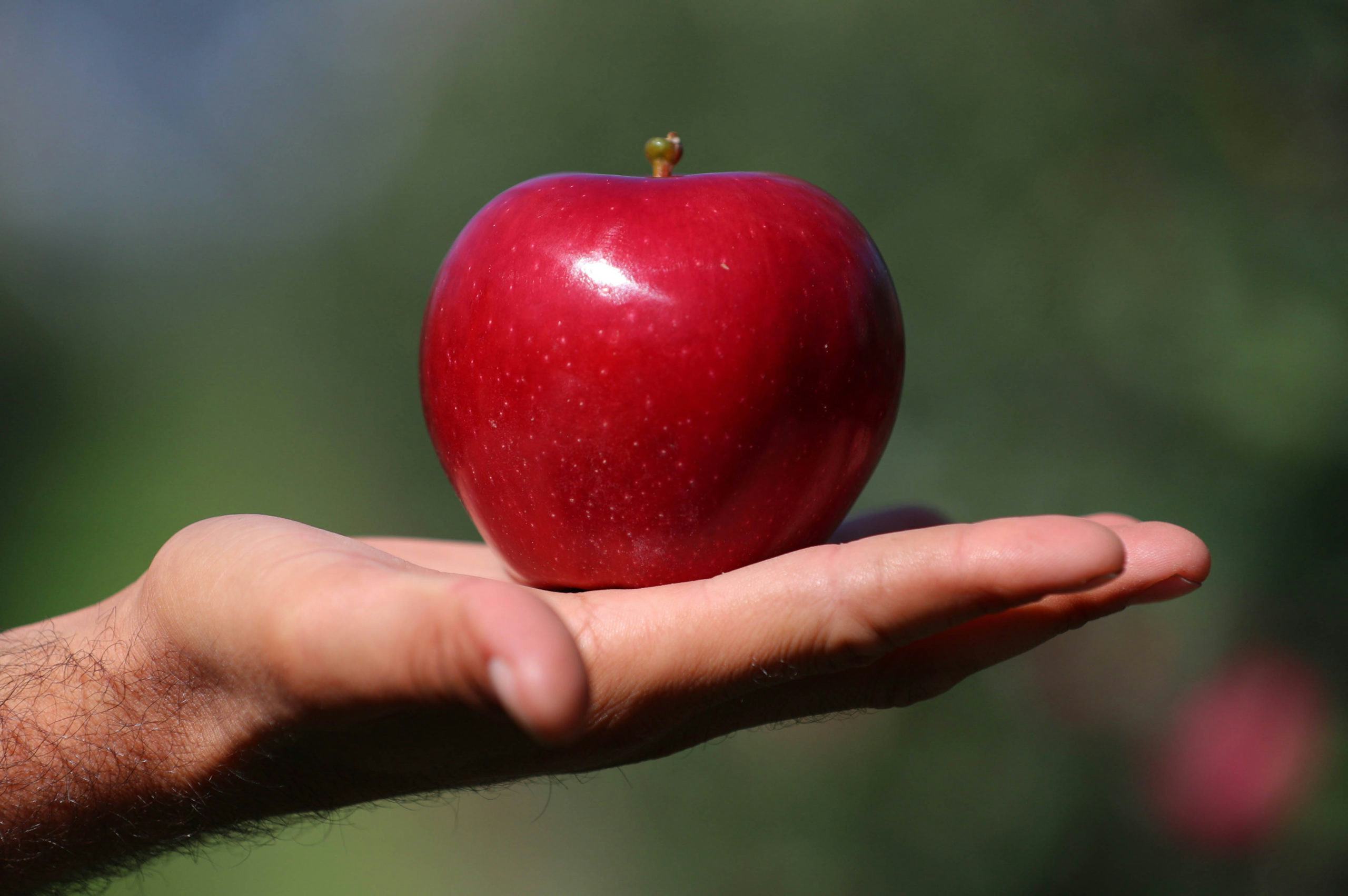 De appels liggen vanaf nu in de supermarkt. Foto: ANP