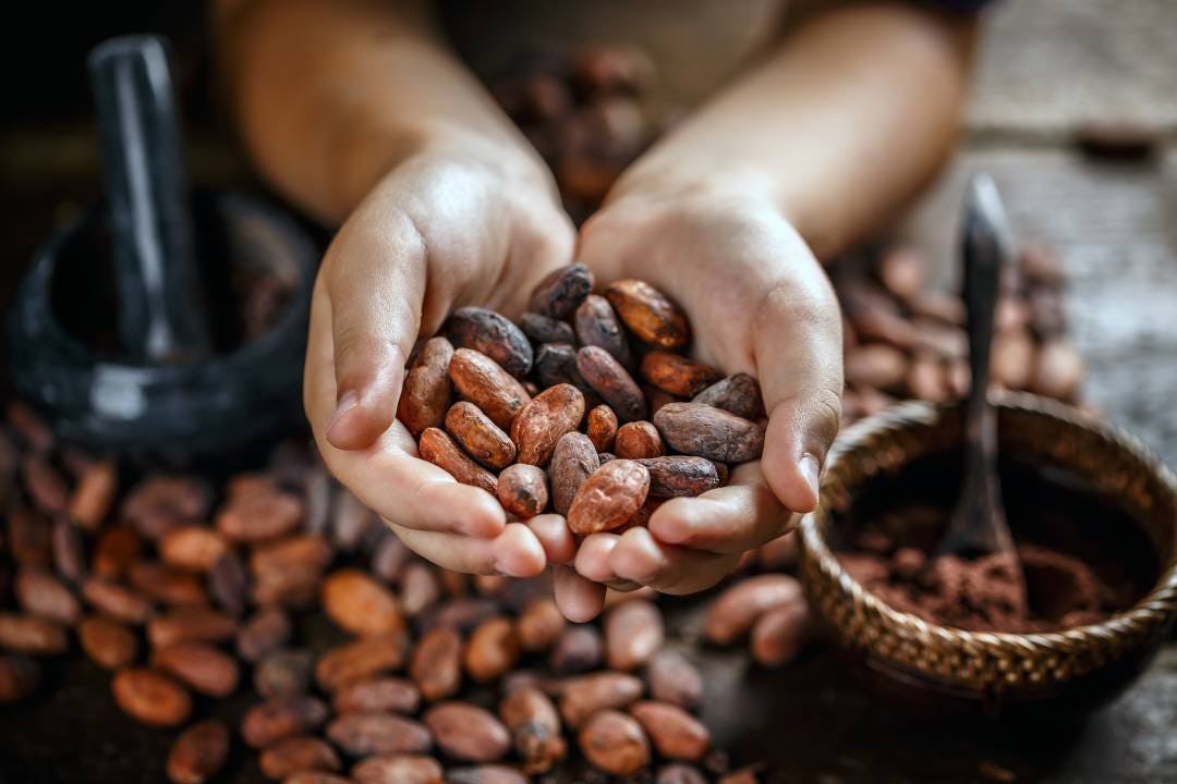 Cacaobonen. Foto: Shutterstock