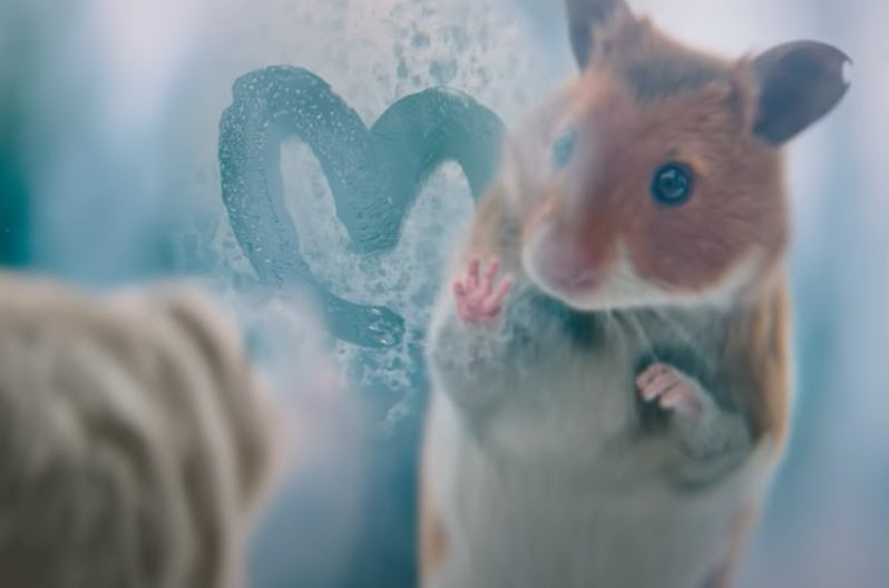 Een still uit de Albert Heijn-kerstreclame dit jaar.