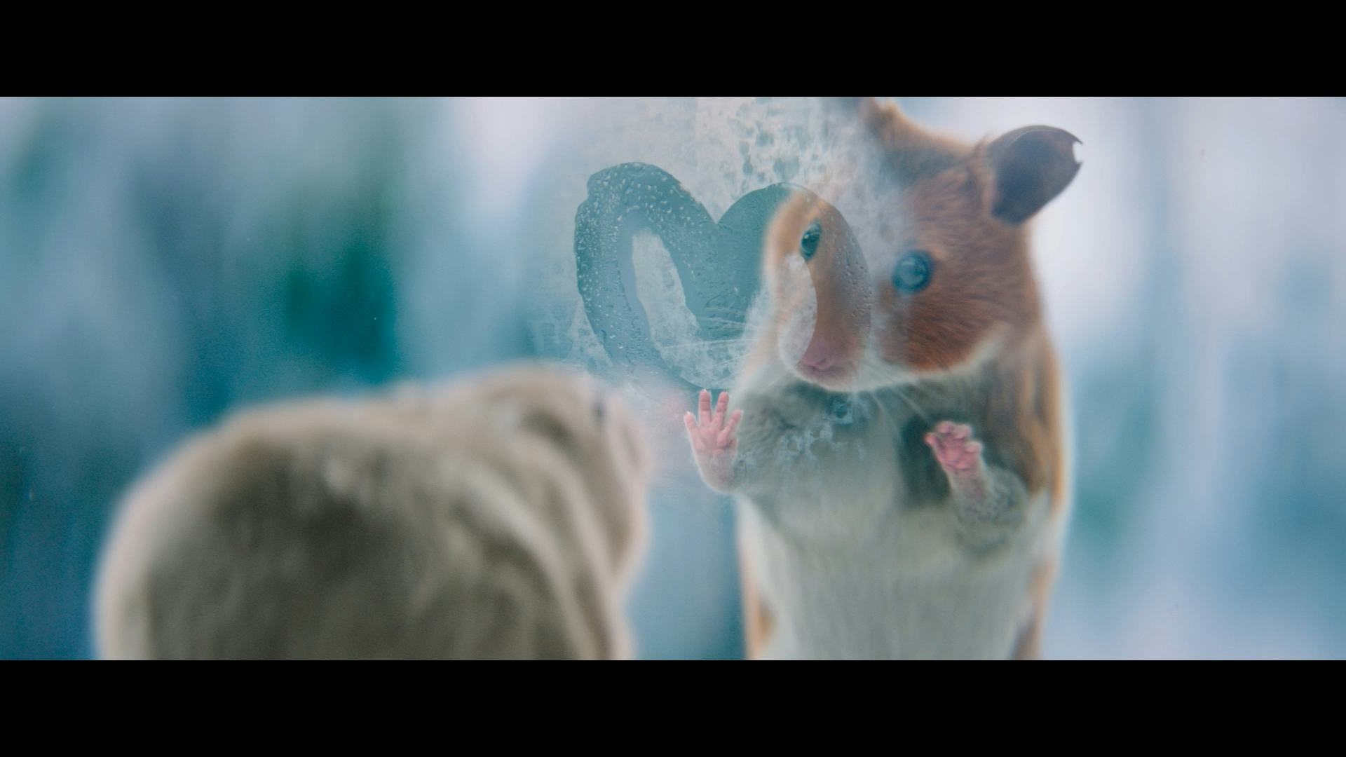 Video: Verliefde AH-hamster draagt kerst-commercial
