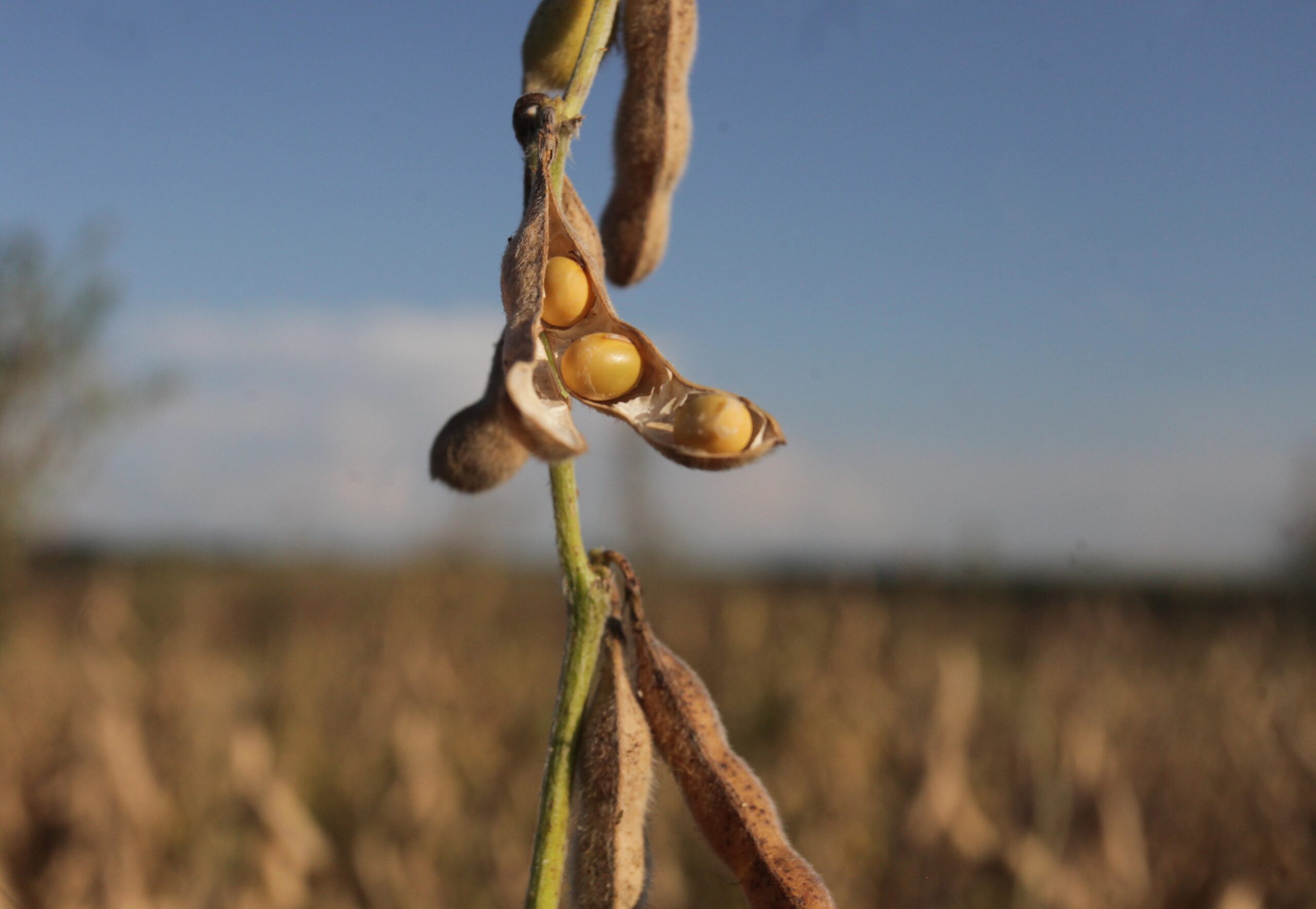 Een sojaboon. Foto: ANP