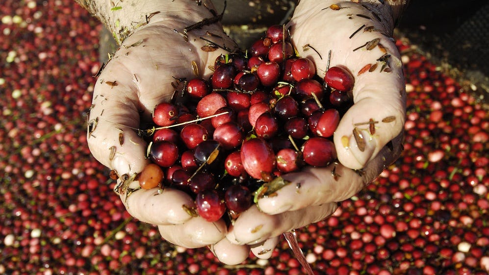 Deze voordelen hebben witte, roze én rode cranberry’s voor je gezondheid