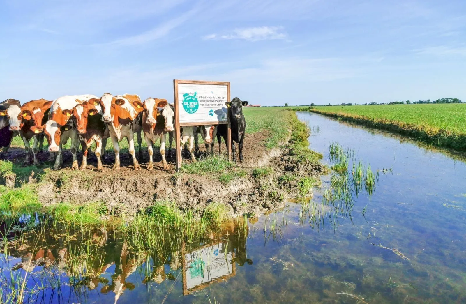 Albert Heijn en Royal A-ware gaan voor klimaatneutrale zuivelketen