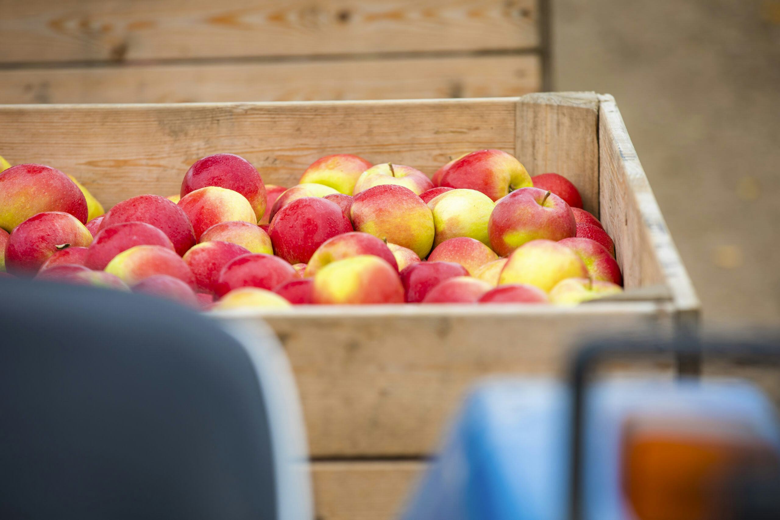 Morgana-appels Foto: Fruitmasters