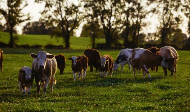 Ierse runderen halen zeven keer de minimumeis van weidegang.