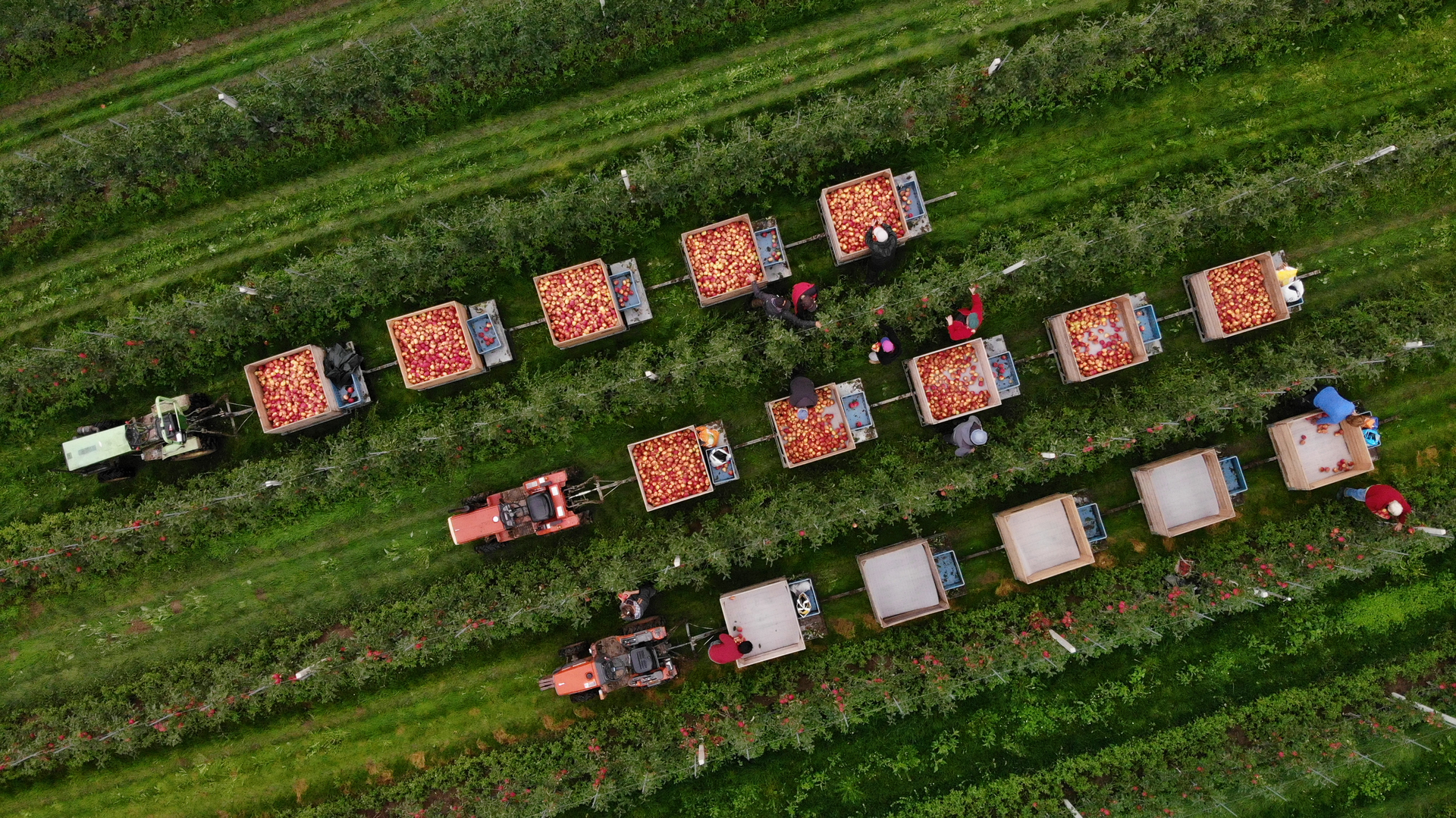 De oogst van de Tessa. Foto: Jumbo