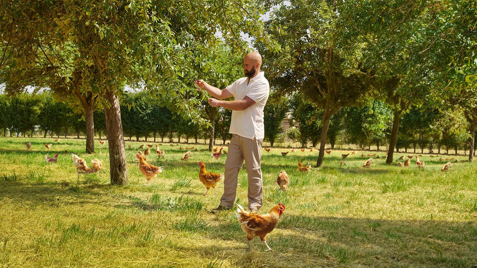 Label Rouge boerenkip: Rijke historie Franse delicatesse