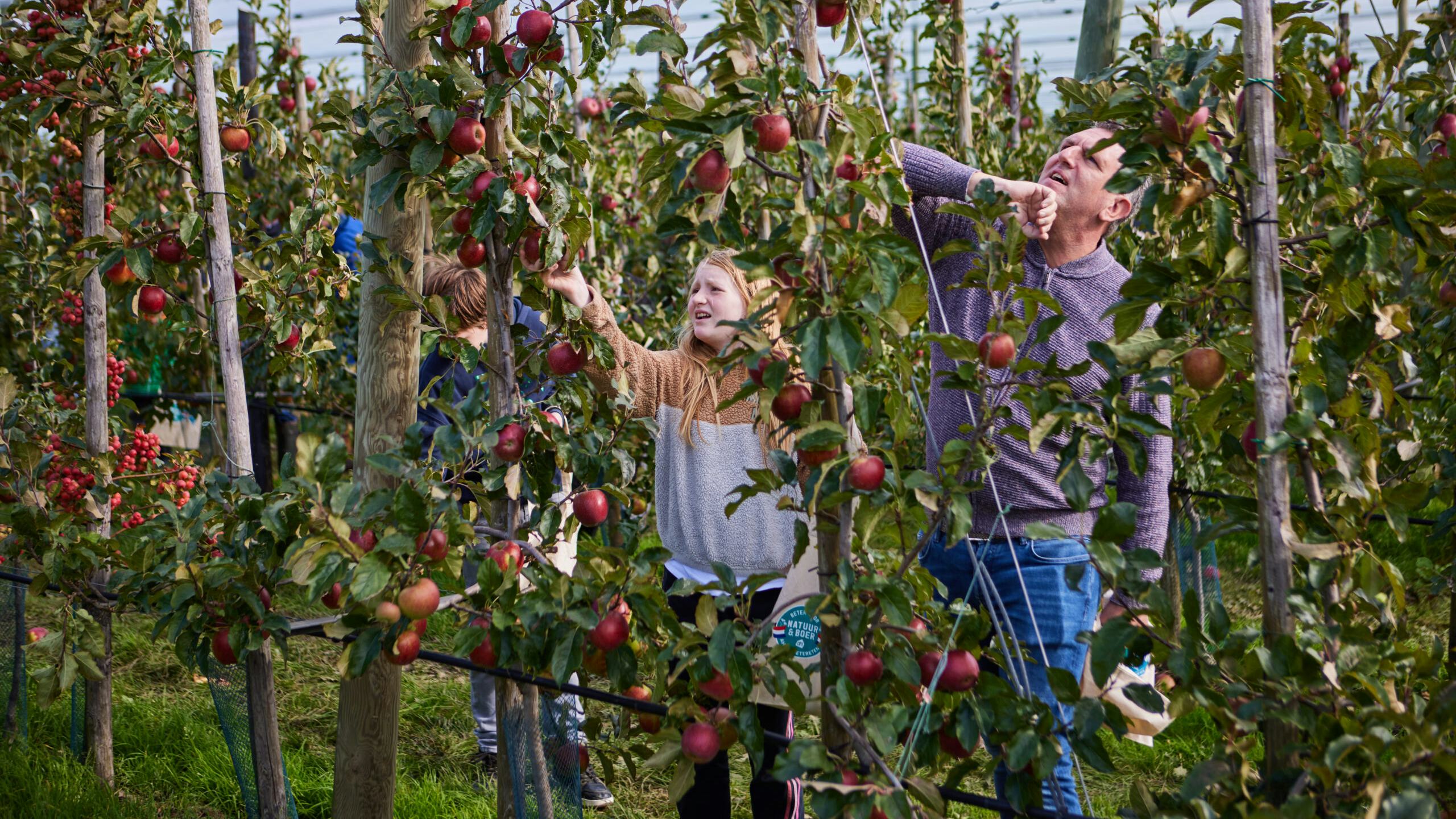Plukdag van Albert Heijn in een boomgaard met Sprank-appels. Foto: Albert Heijn
