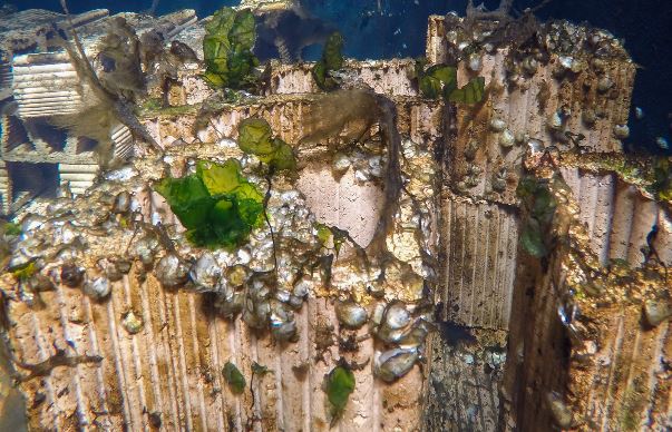 'We willen een bijdrage leveren aan het herstel van deze biodiversiteit die ook onderdeel is van onze toeleveringsketen.'
