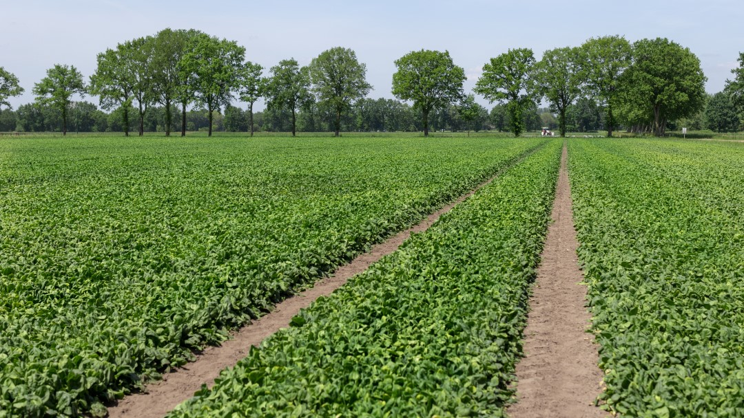 Foto: Archief Distrifood