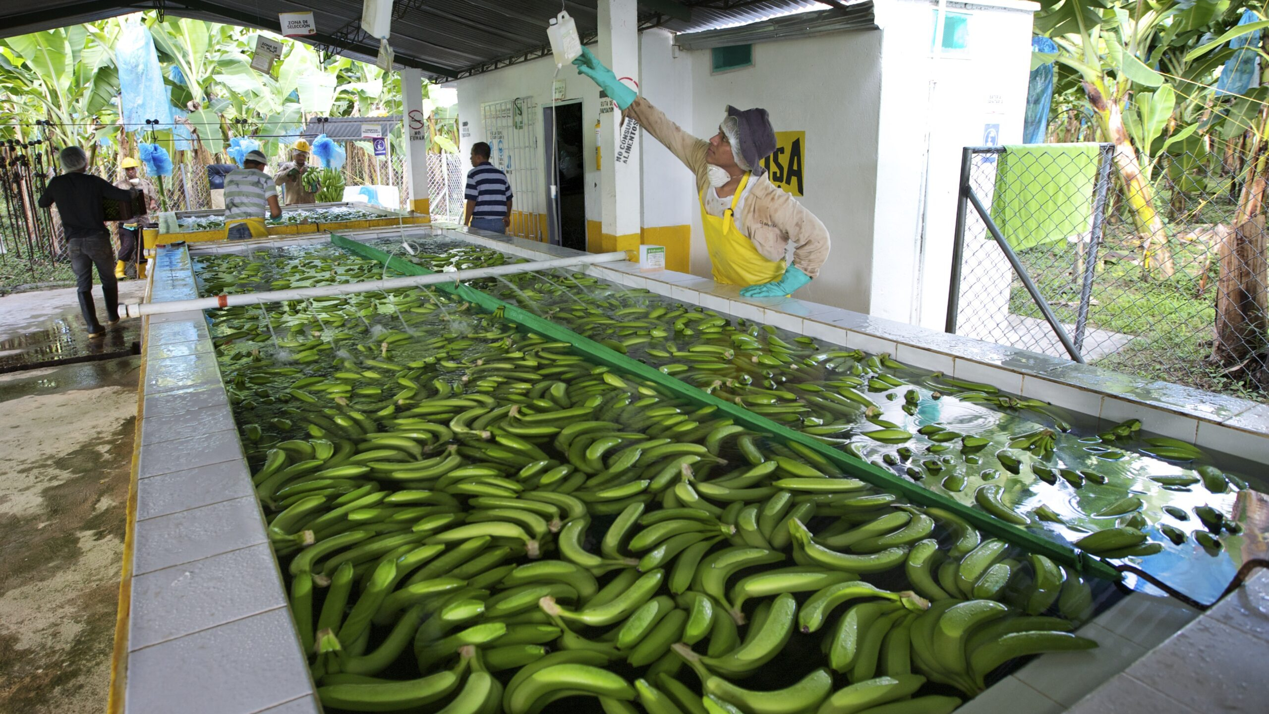 Bananenplantage, ter illustratie. Foto: ANP