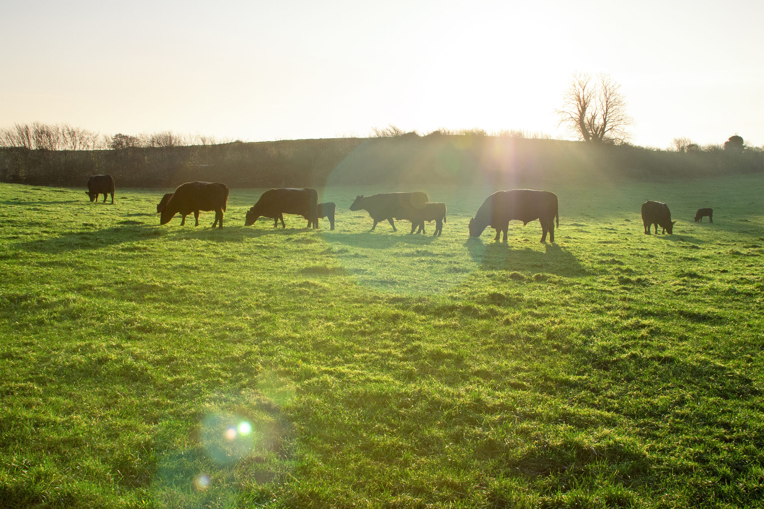 De kwaliteit van Iers rundvlees is te danken aan het dieet en de graastijd van de runderen.