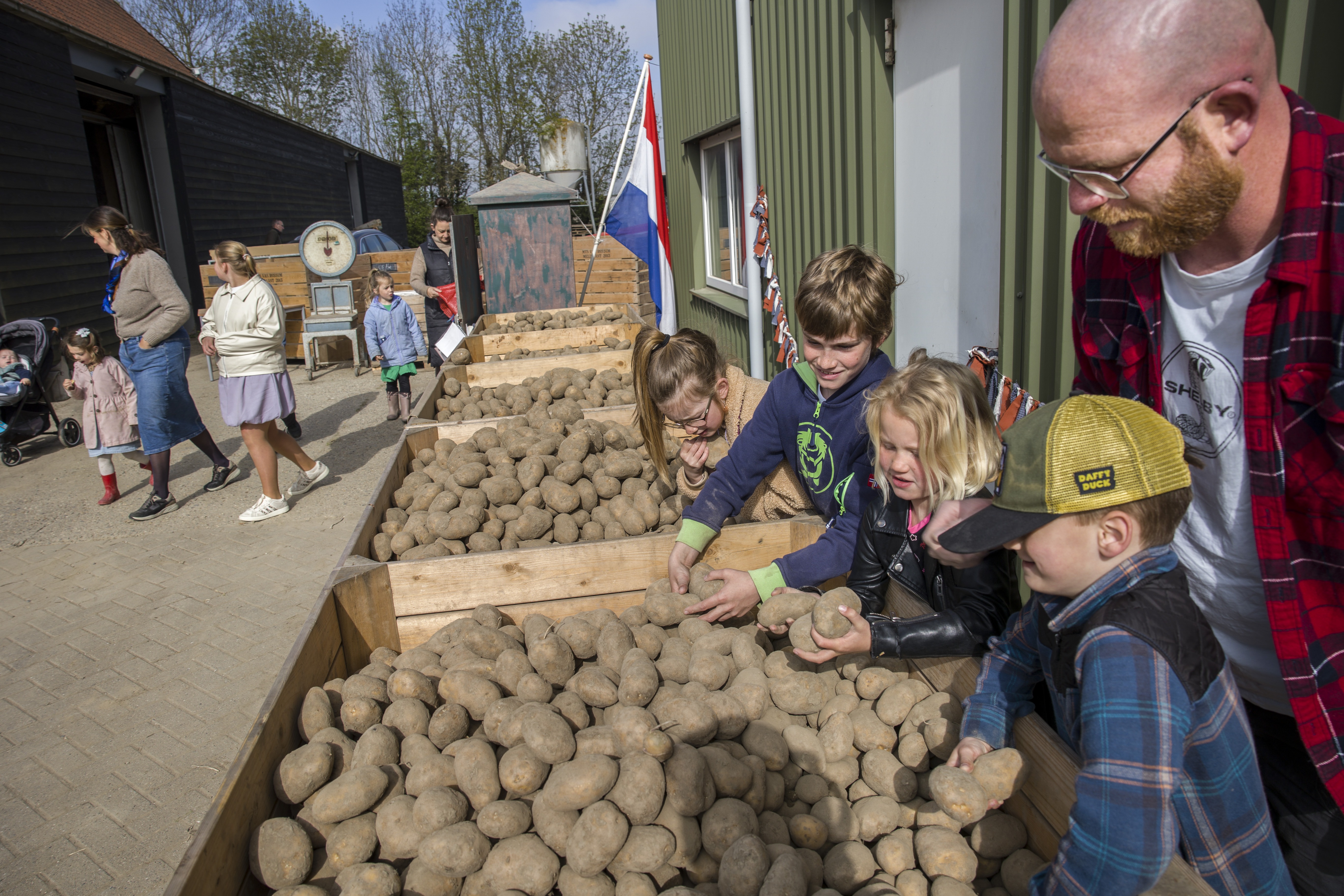 In april 2026 hielp No Waste Army aardappelboeren met hun overschotten. Foto: ANP