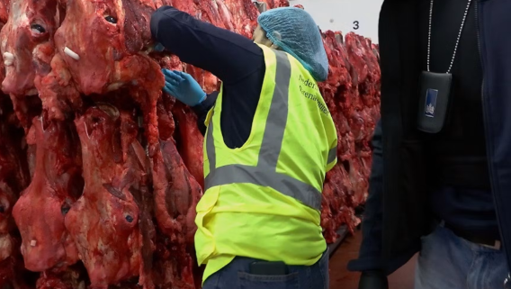 Inspecteur checkt koeienkoppen. Foto: NVWA