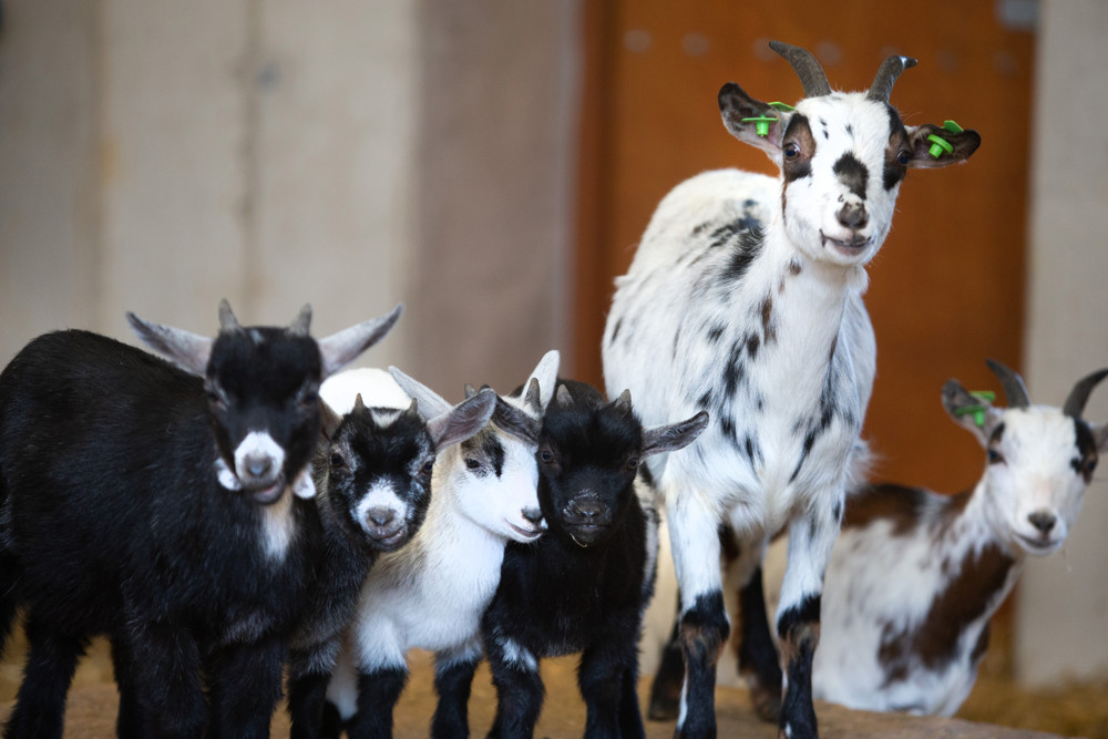Foto: ANP/Annemiek Mommers
